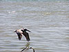 Pelican and Gull
